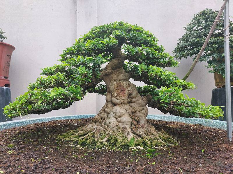 Mai chiếu thủy bonsai