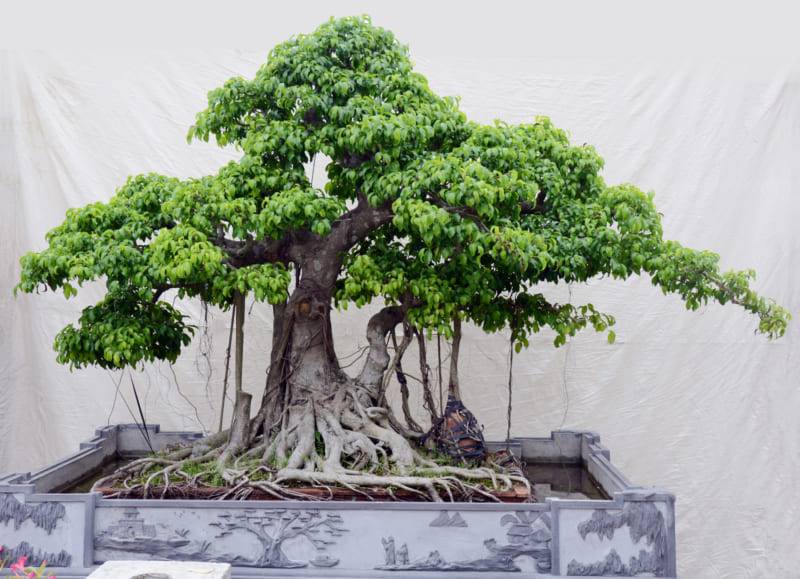 cây si có tuổi thọ gần 500 năm