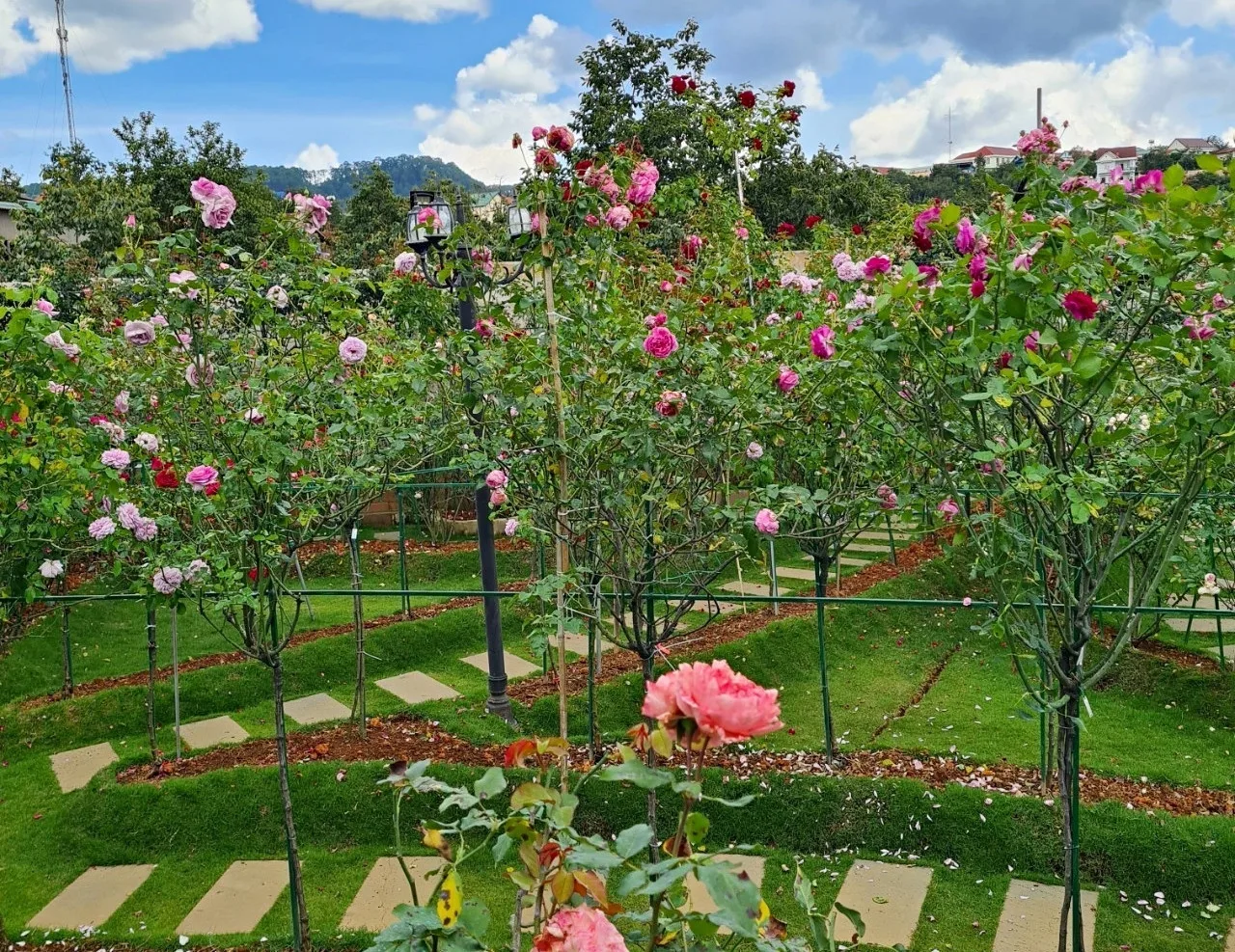 Quá đơn giản để vườn hồng nhà bạn tỏa nắng