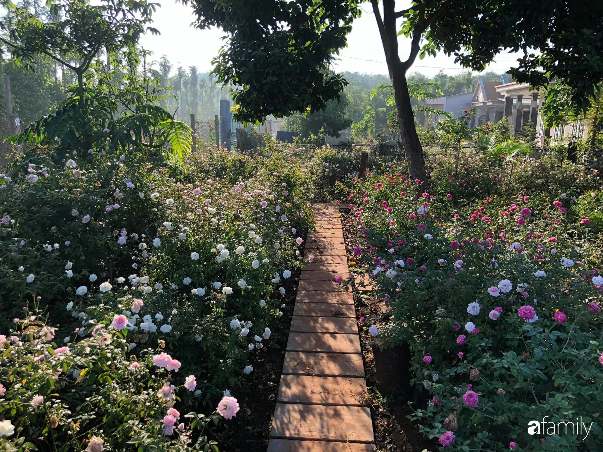 Quá đơn giản để vườn hồng nhà bạn tỏa nắng