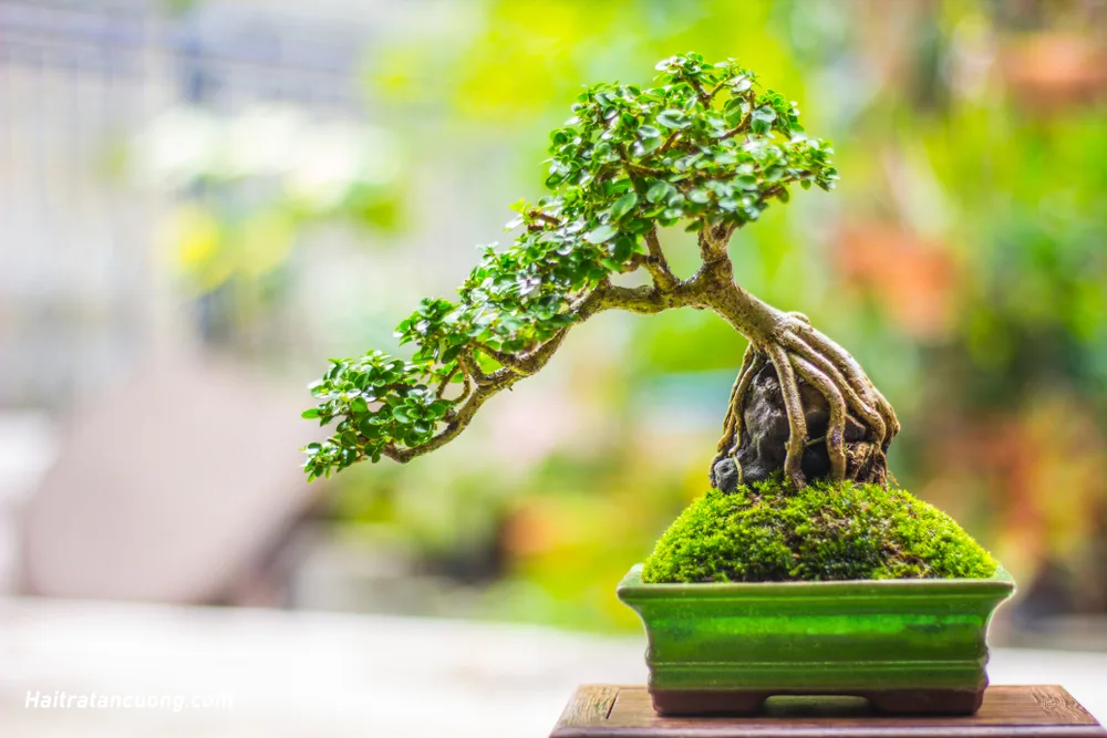 cay-bonsai-–-nghe-thuat-thu-nho-thien-nhien-trong-tam-tay