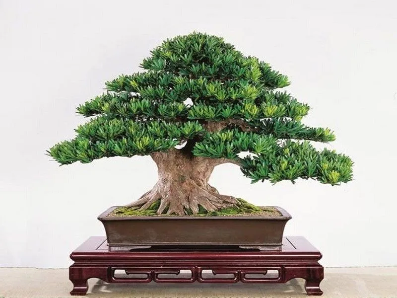 cay-bonsai-–-nghe-thuat-thu-nho-thien-nhien-trong-tam-tay