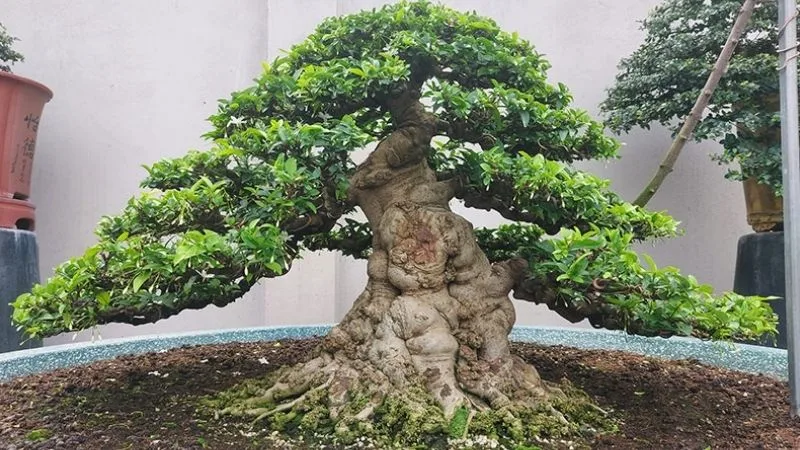 cay-bonsai-–-nghe-thuat-thu-nho-thien-nhien-trong-tam-tay