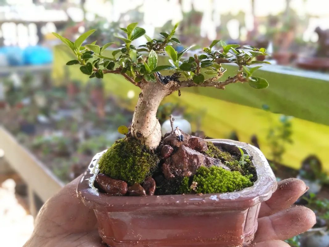 cay-bonsai-–-nghe-thuat-thu-nho-thien-nhien-trong-tam-tay