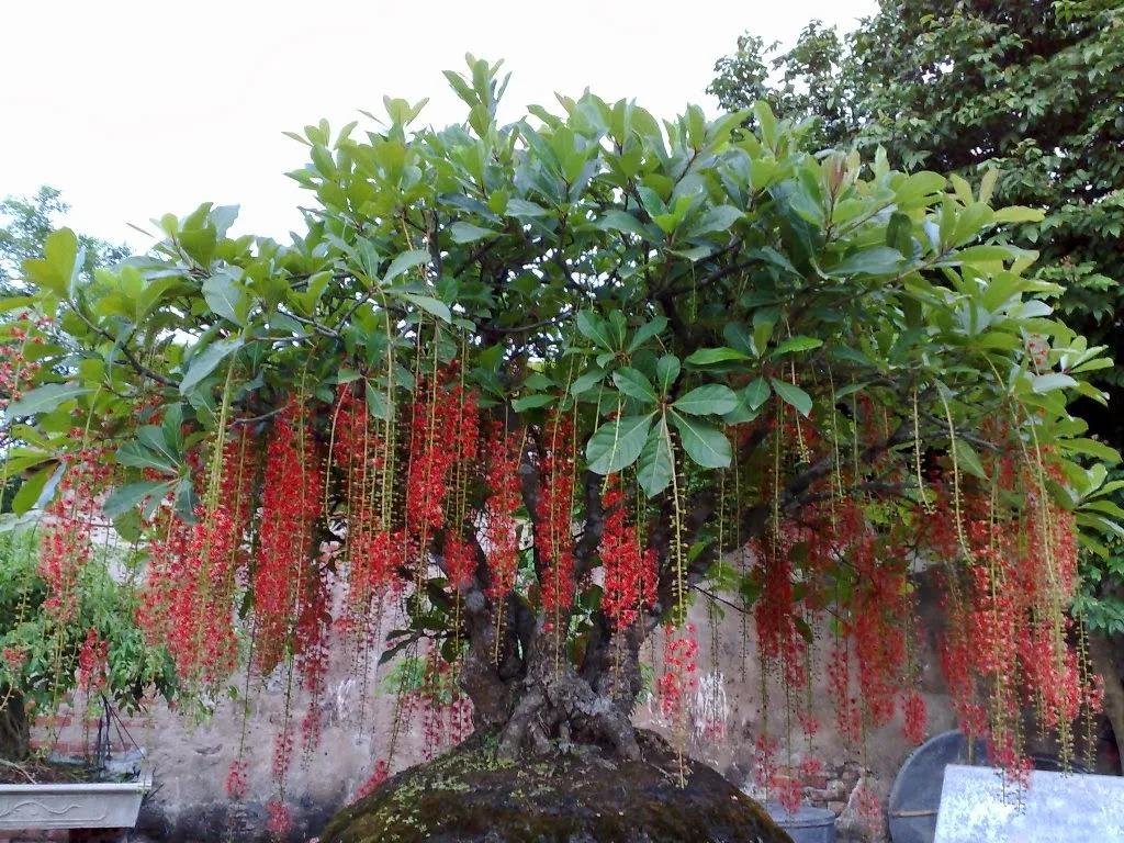 cay-loc-vung-–-mang-tai-loc-va-binh-an-den-cho-gia-dinh