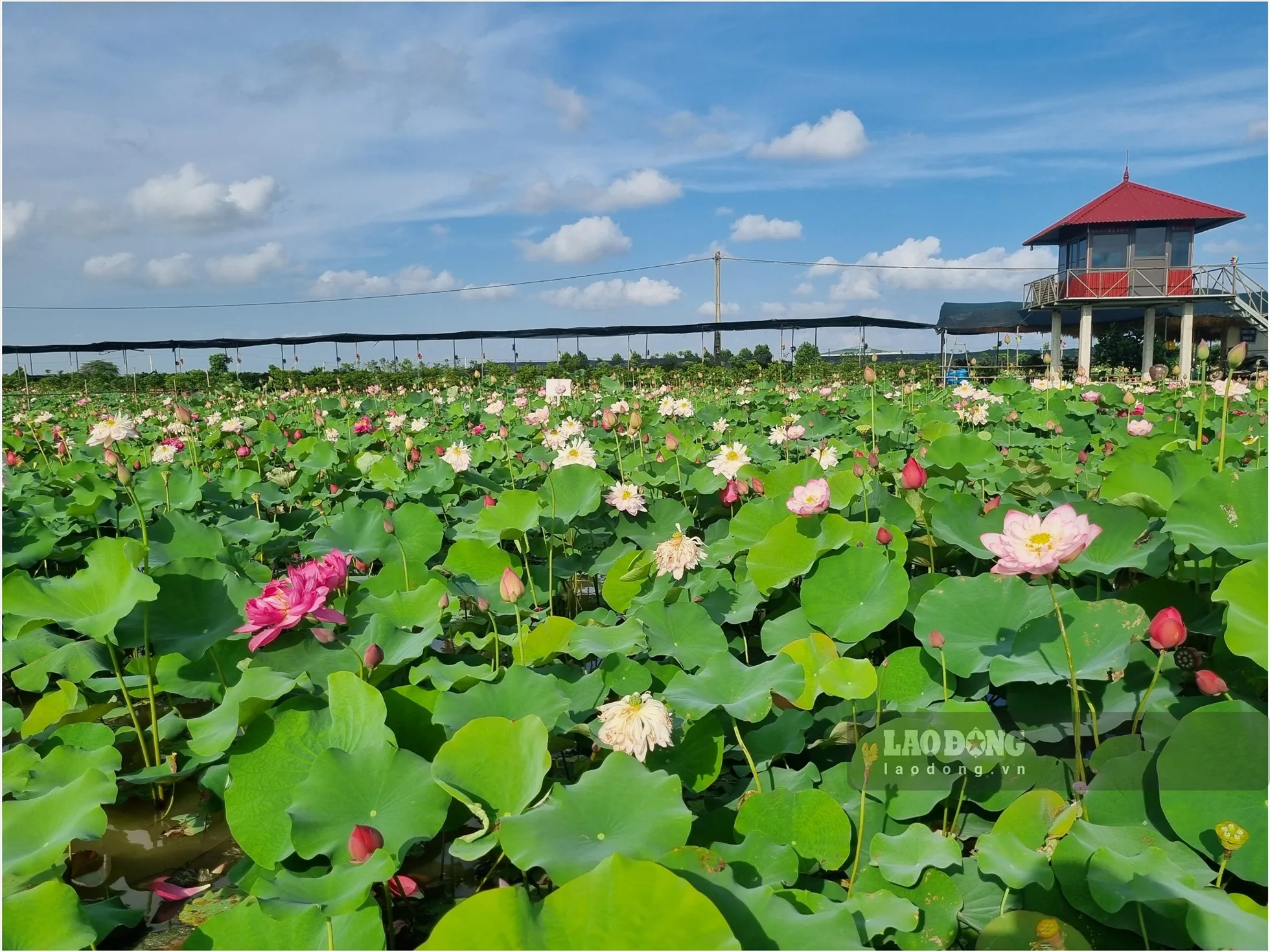 hoa-sen-quoc-hoa-cua-viet-nam-cho-san-vuon-them-phan-trang-nghiem