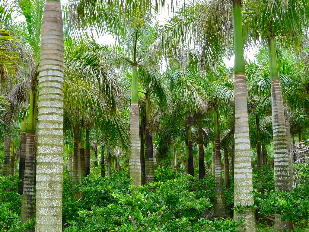 tim-hieu-ve-cay-cau-vua-–-bieu-tuong-cua-su-thinh-vuong-va-may-man