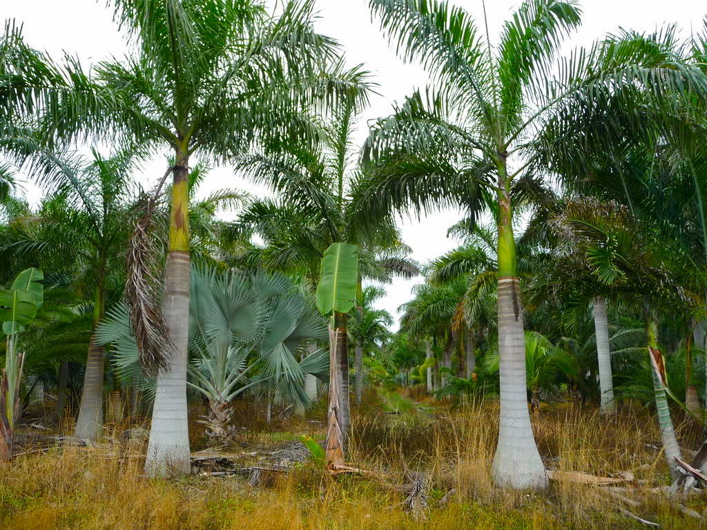 tim-hieu-ve-cay-cau-vua-–-bieu-tuong-cua-su-thinh-vuong-va-may-man